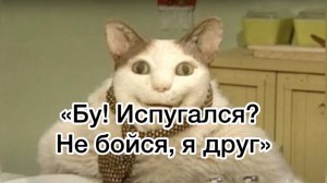 «Бу! Испугался? Не бойся, я друг»: откуда взялся жуткий говорящий кот