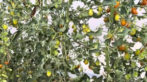 Томат черри B 355