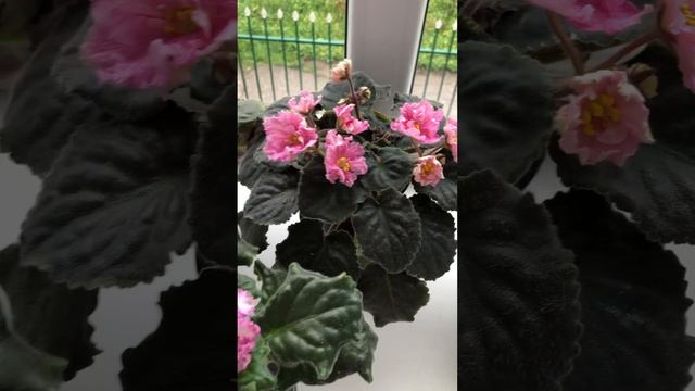 Цветущий подоконник. смотреть онлайн