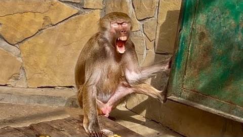 Лидка СКАЛИТСЯ, Зинка КИДАЕТСЯ на нас, а Рита наоборот ПОДОБРЕЛА! смотреть онлайн