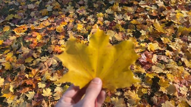 Съёмка видео на IPhone 13  | 4k 60fps