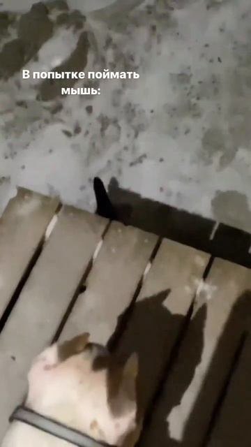 Кот поймал мышь #shorts #shortvideo #subscribe #cat #tomandjerry #кот смотреть онлайн