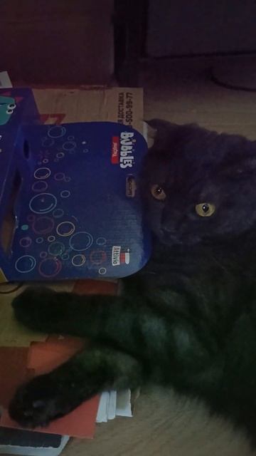 #cat #кошка #кошки #cute #cute_cat #cutecat #cute_cats #cutecats #cats