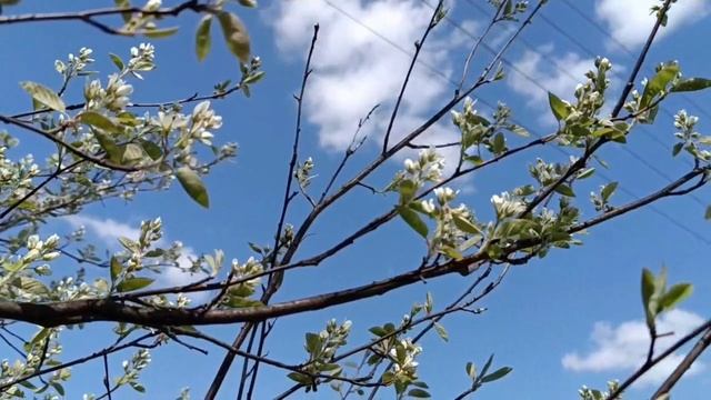 Весна в деревне средней полосы России. смотреть онлайн