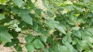 Ежевика Глория