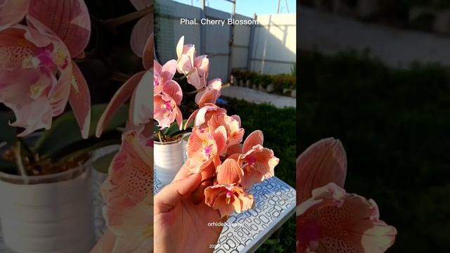 Орхидея Phal. Cherry Blossom смотреть онлайн