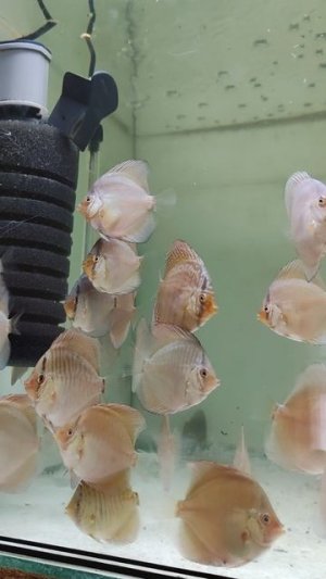 Леопарды и змеи