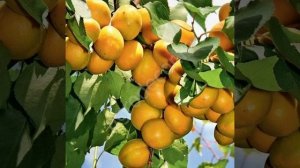 Абрикос Лель 3-х лет