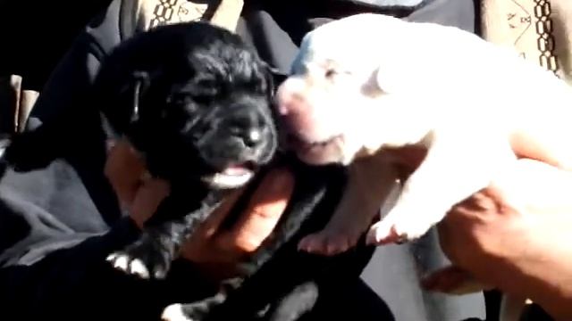 продажа щенков алабая среднеазиатская овчарки в питомнике АЗ МАРАЛ +7-927-813-79-57 whatsapp vibe смотреть онлайн