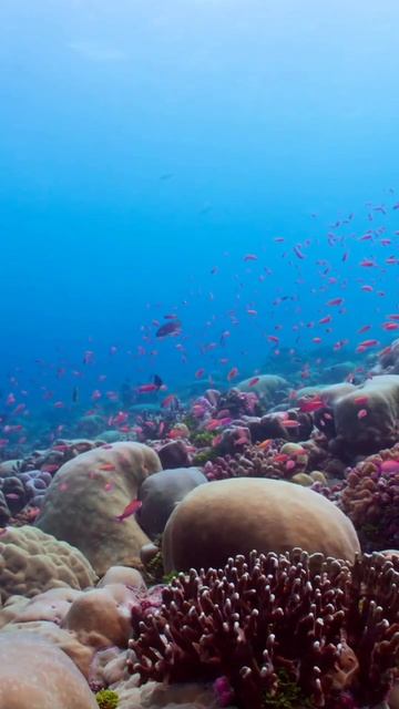 Коралловые рифы на Мальдивах 🤗 смотреть онлайн