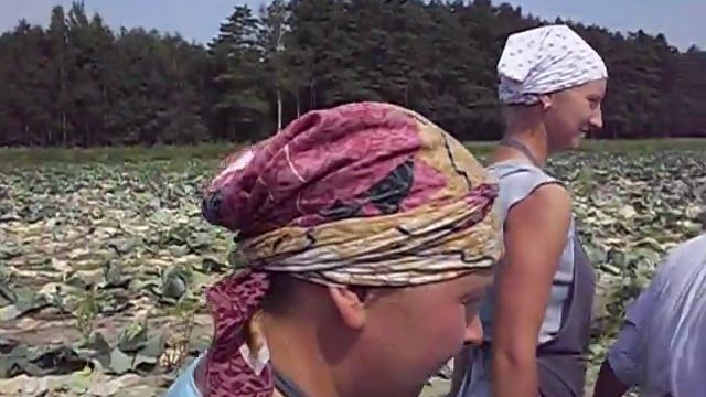 Капусту убирают на "Востоке" смотреть онлайн