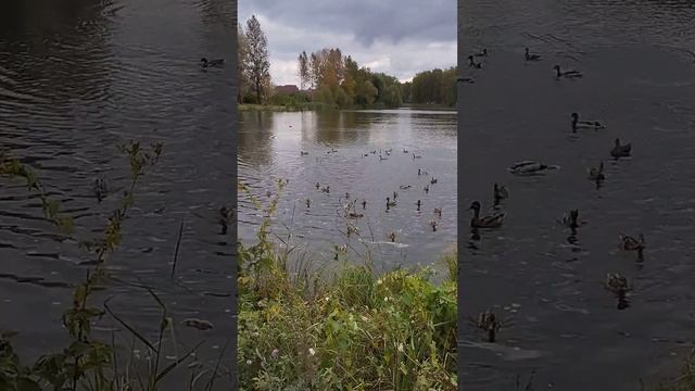 голубиноый поход и прикол с утками смотреть онлайн