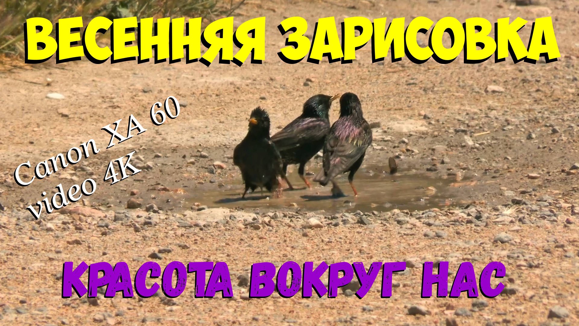 Весенняя зарисовка. Тест камеры Canon XA60. смотреть онлайн