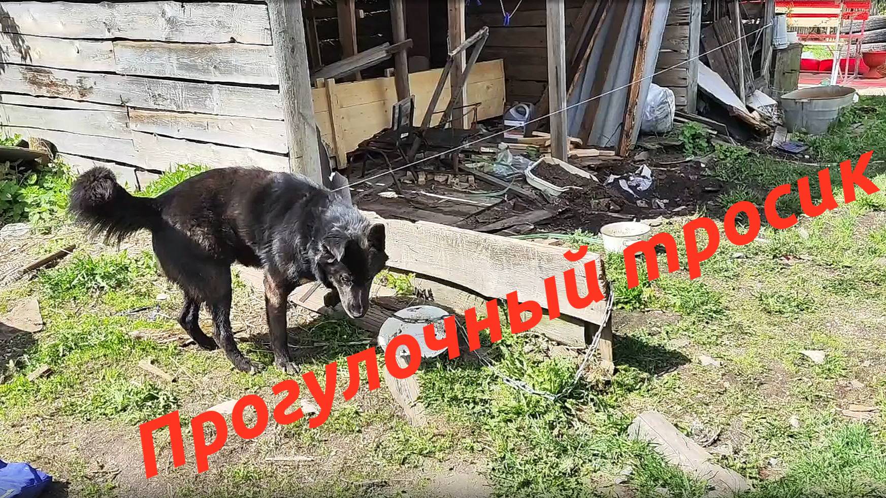 Повесил прогулочный тросик, собаке стало просторней смотреть онлайн