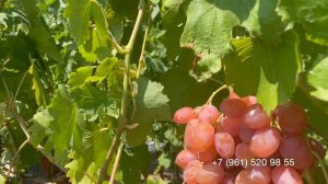 Виноград Минор, 30 июля 2024 год, Новороссийск.