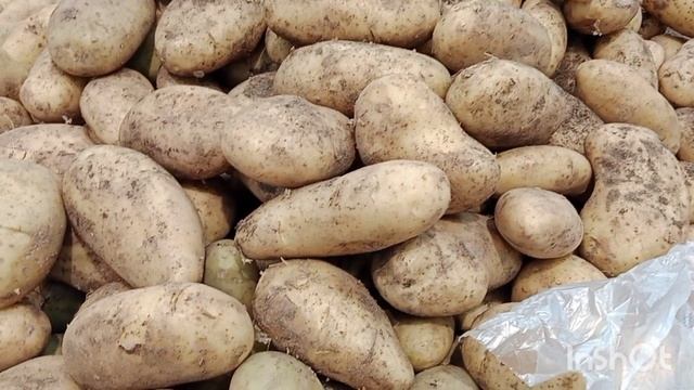 В Ейске на Баррикадной... Птицы как осы.. Картофель золотой... смотреть онлайн