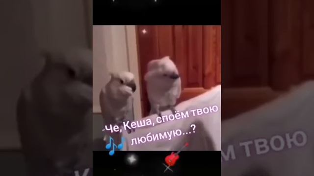 Кошки 🐱 и попугай 🦜 поет на казахском 😂😅🥁🎄❄️ смотреть онлайн