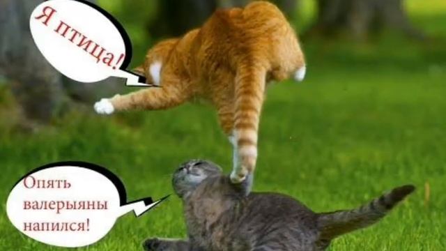 сборник приколы про кошек и котов с озвучкой смотреть онлайн
