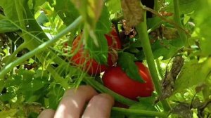 Крупноплодные урожайные томаты🍅 БОЛЬШАЯ МАМОЧКА обз