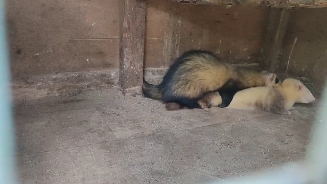 Брачные танцы хорьков.🦦💕 mating dances of ferrets . ferret mating смотреть онлайн