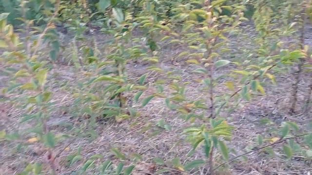 Окуліровка черешні на Всл-2,....