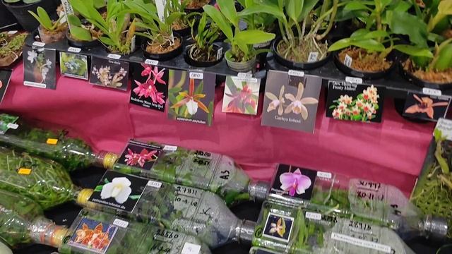 Орхидиум 2025 смотреть онлайн