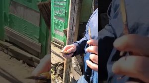 Прививка абрикоса на сливу способом в расщеп (пошагов?