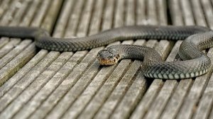 Из-за аномальной жары змеи заполонили города Армении. Короткие дожди в Беларуси. Погода в СНГ