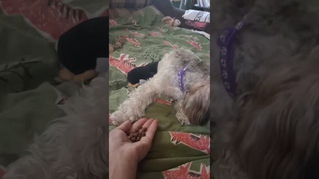 #черри#маленький щенок#собачка