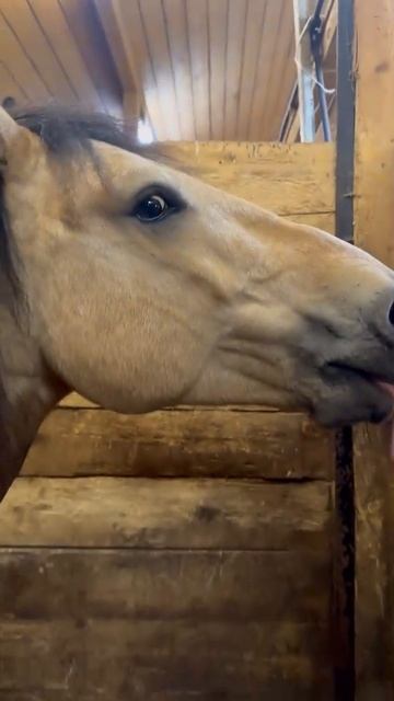 Соль лизунец для животных смотреть онлайн