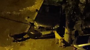 Стая собак отрывает бампер автомобиля