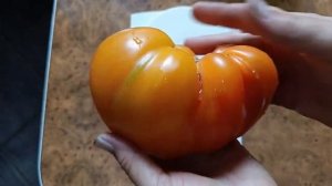 Томат Сердце абрикосовой зебры