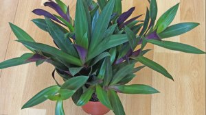 КАК ВЫРАСТИТЬ ШИКАРНУЮ ТРАДЕСКАНЦИЮ РЕО МЕНЬШЕ ЧЕМ ЗА ГОД_ САМОЕ БЫСТРОЕ РАЗМНОЖЕНИЕ!