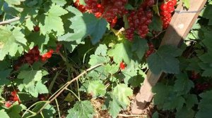 Сорт красной смородины Ласуня