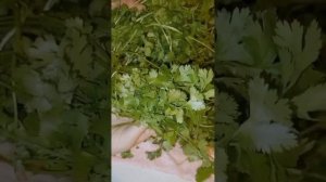 Как заморозить кинзу на зиму холодильнике. Kişnişi buzluqda n