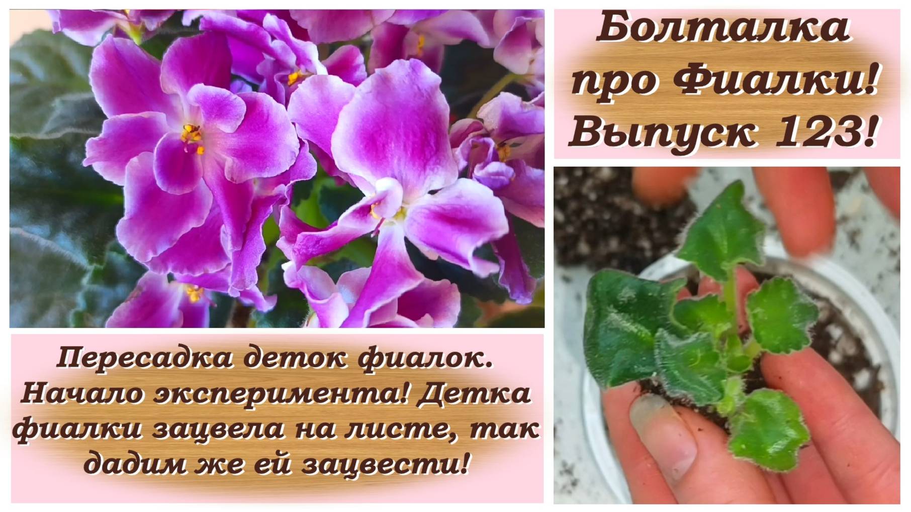 Болталка про Фиалки! Выпуск 123! Пересадка деток фиалок. Начало эксперимента! смотреть онлайн