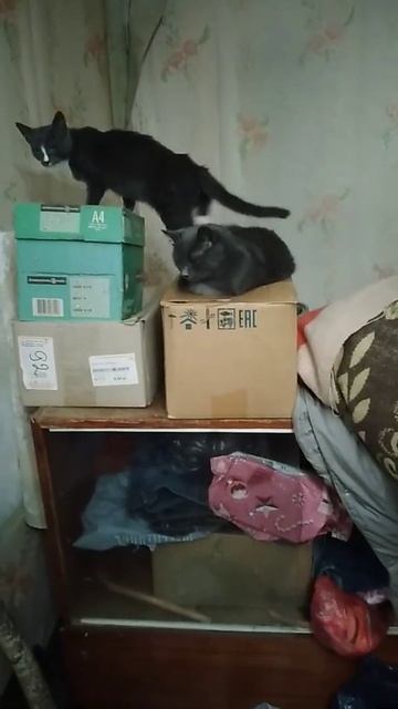 Ободрали обои... 😜🤐😃 смотреть онлайн