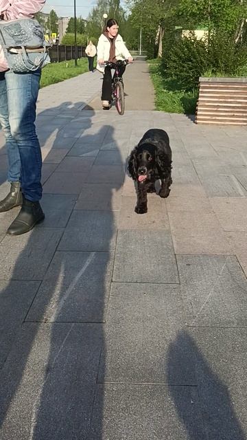 Заколдованный