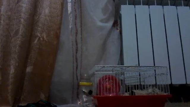 Кошки и котята подходящая кличка смотреть онлайн