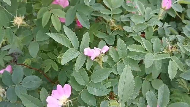 Цветущий май_Наш двор_Лесная поляна смотреть онлайн