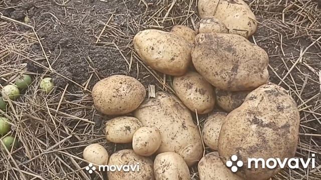 ОТ ДОБРА, ДОБРА НЕ ИЩУТ!ЛУЧШЕ ОРТОВ КАРТОФЕЛЯ ПРОСТО Н? смотреть онлайн