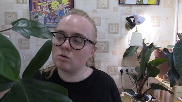 Новости с цветочных полок/ Обзор полок с растениями ма смотреть онлайн