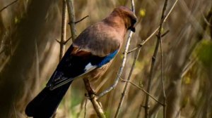 Звуки сойки