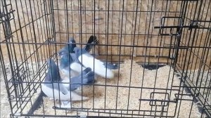 Приобрёл Урюпинских статных голубей на выставке в городе Воронеж