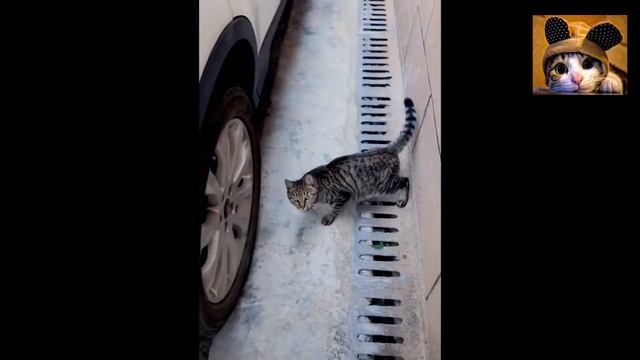 ПРИКОЛЬНЫЕ КОТЫ●ПРИКОЛЫ С ЖИВОТНЫМИ●ЮМОР С ЖИВОТНЫМИ смотреть онлайн