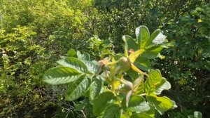 Обзор сорта шиповника Юбилейный