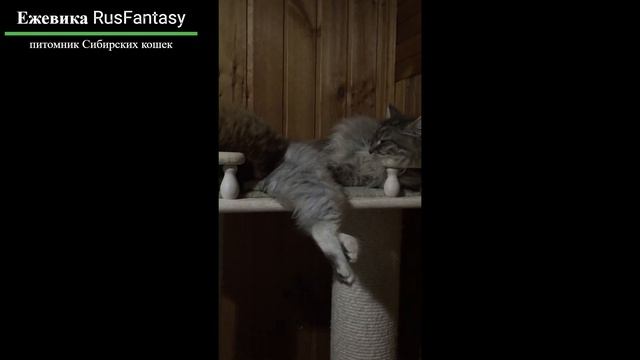 Ежевика RusFantasy 3 мес  Сибирский кот