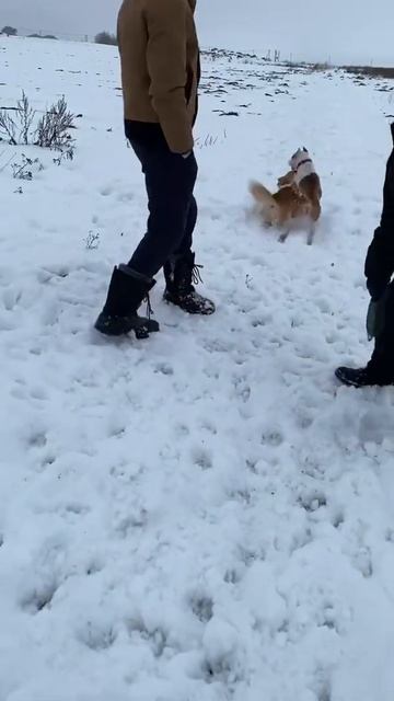 Стаффорд и корги #staffordshire #shorts #корги смотреть онлайн