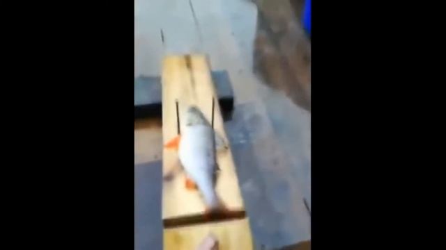 СМЕШНЫЕ МОМЕНТЫ | ВОРОНА СОБАКА | ЗАСМЕЯЛСЯ ? ПРОИГРАЛ смотреть онлайн