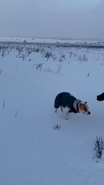 Стаффорд на прогулке #shortvideo #amstaff #staff #стаффорд #стаффордширскийтерьер #амстафф смотреть онлайн